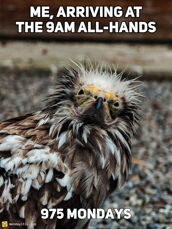 A soaked vulture hunched on a branch in the rain, captioned "Me, arriving at the 9am all-hands", with 975 Mondays printed on it